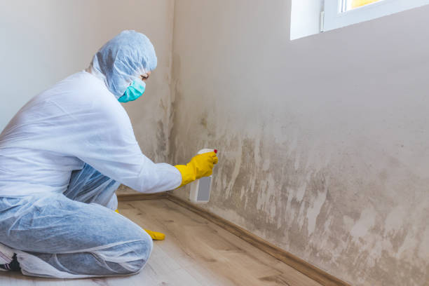 Licensed Mold Testing service in Lake Ann, MI - WQB Mold Removal